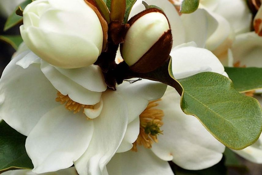 fleur blanche de michelia