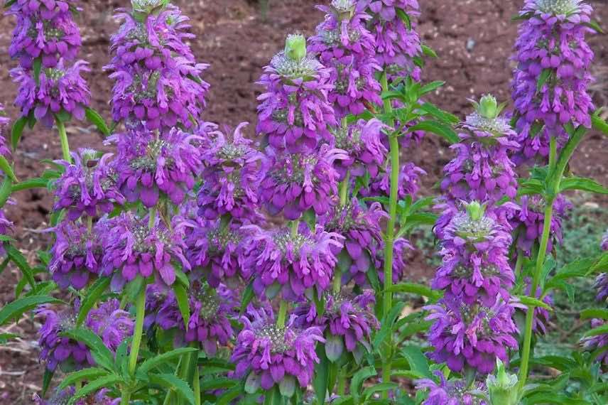 monarde à fleurs violettes