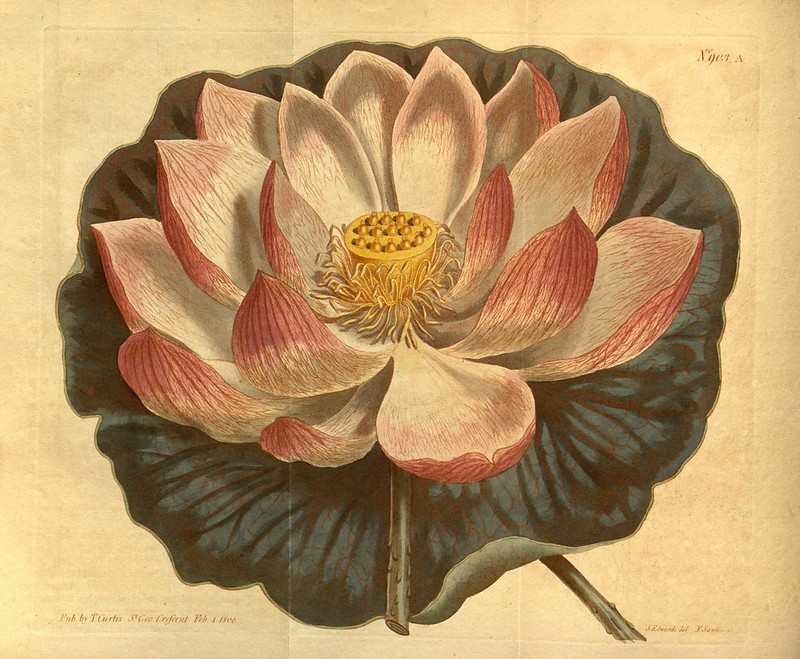 lotus nelumbo