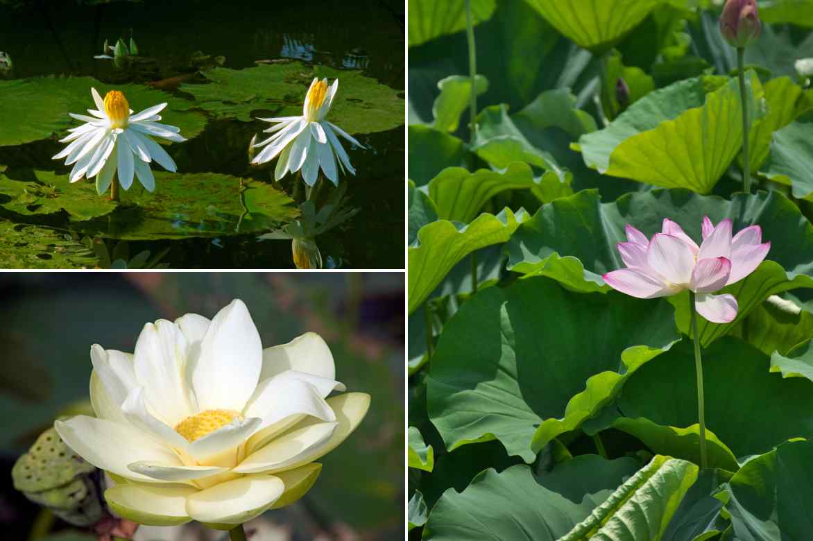 types genres de lotus Nelumbo