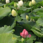 Nelumbo - Lotus : planter, cultiver et entretenir