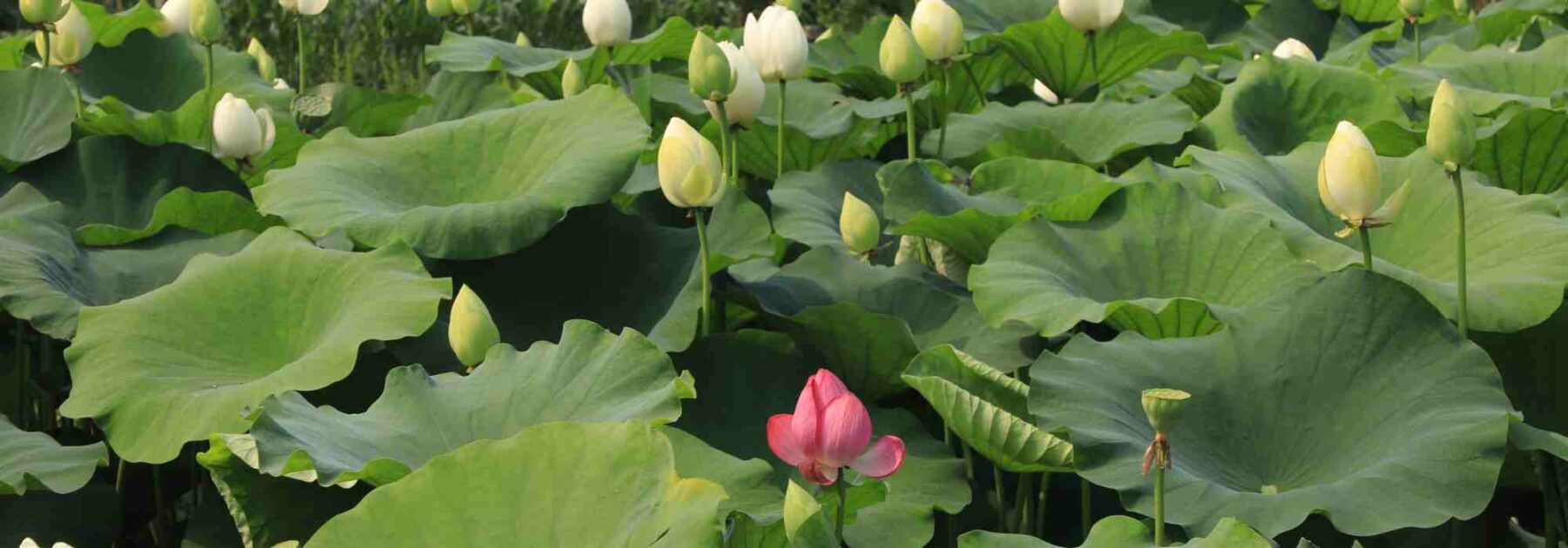 Nelumbo - Lotus : planter, cultiver et entretenir