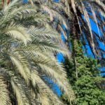 Nématodes contre les ravageurs du palmier : pourquoi et comment les utiliser au jardin ? 