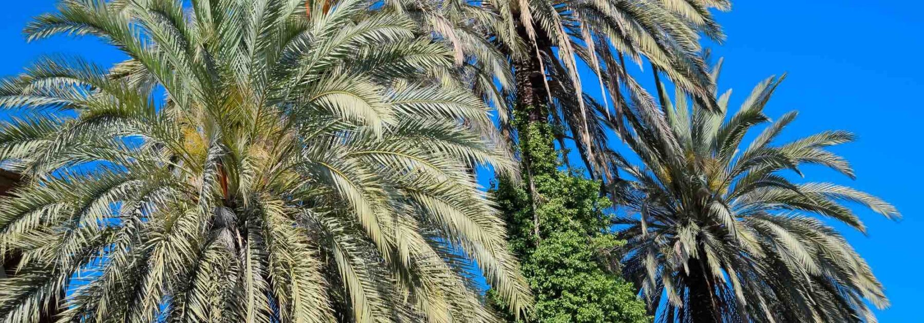 Nématodes contre les ravageurs du palmier : pourquoi et comment les utiliser au jardin ? 