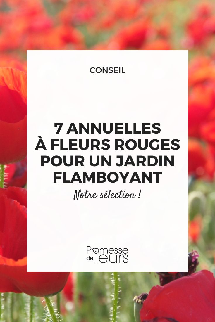 Papaver coquelicot