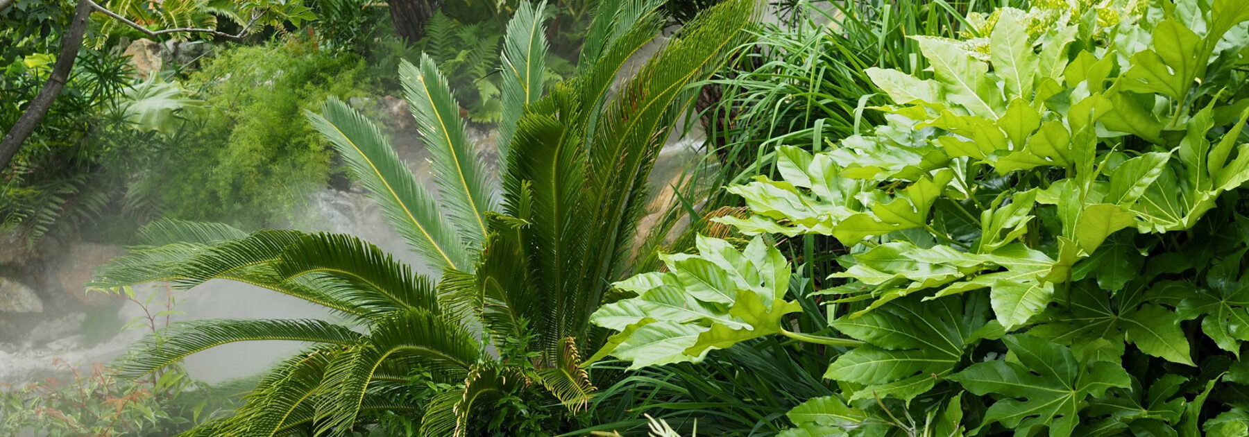 Faites de votre jardin une oasis végétale luxuriante !