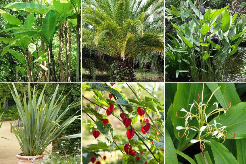 Quelles plantes choisir pour une oasis végétale