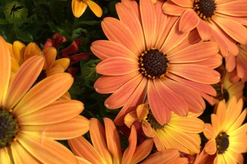 osteospermum à fleurs orange 