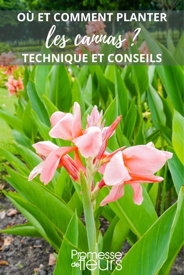 plantation des cannas au jardin