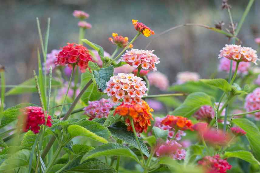 Lantana camara couleurs evolutives