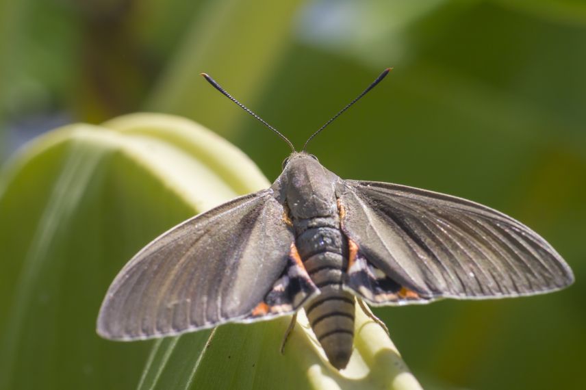 papillon palmivore