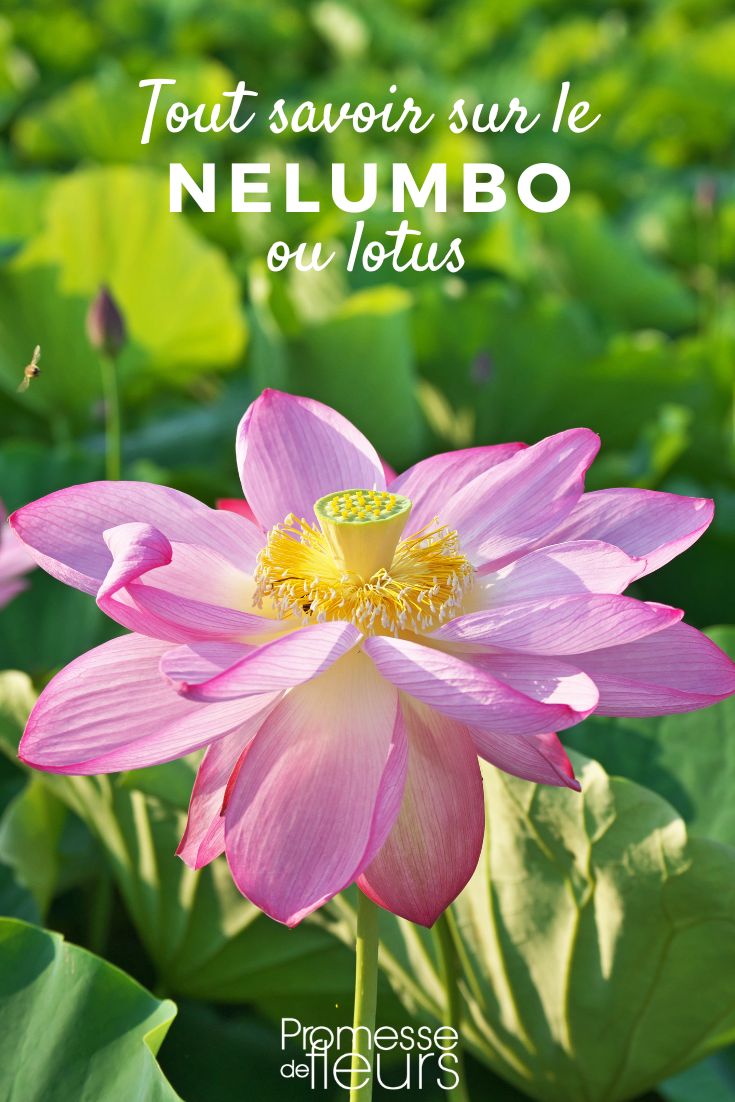 Nelumbo : planter, cultiver et entretenir