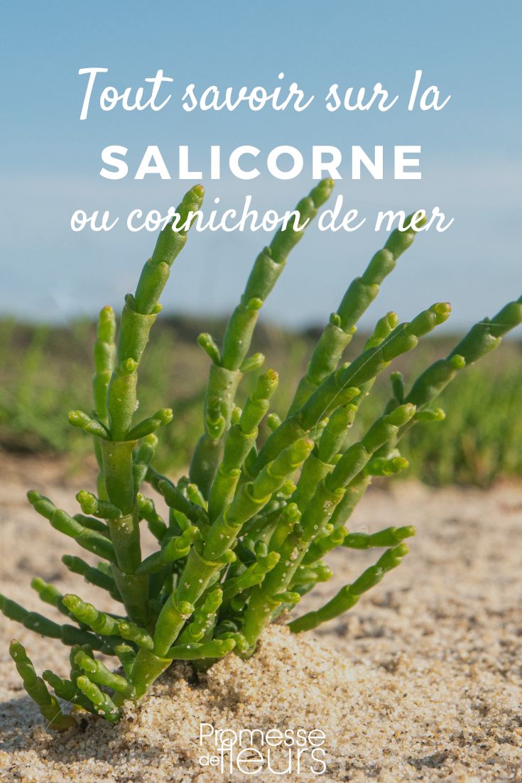 cornichon de mer