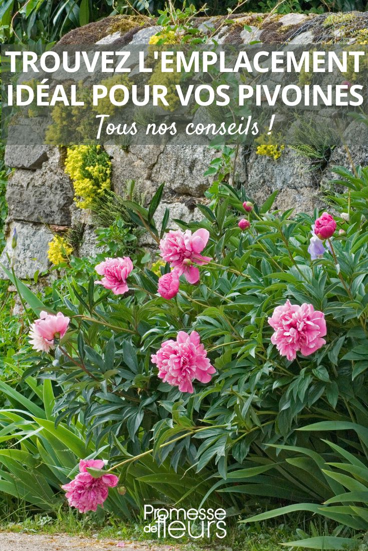 Trouvez l'Emplacement Idéal pour vos Pivoines