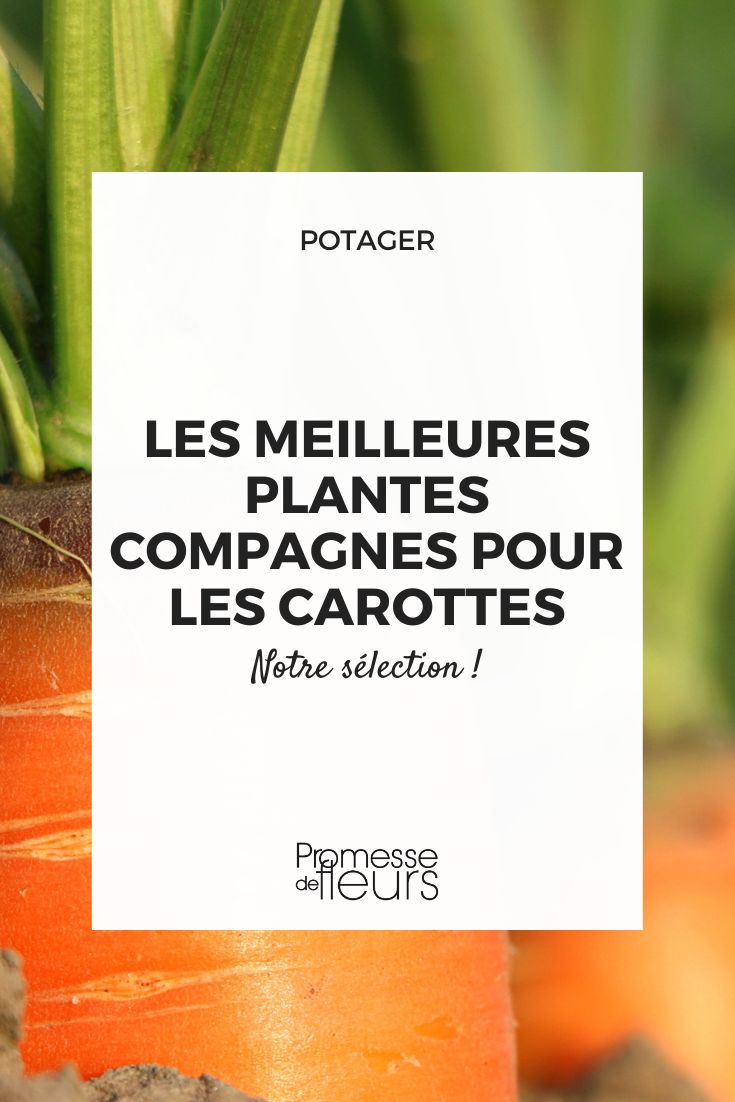 association carottes au potager