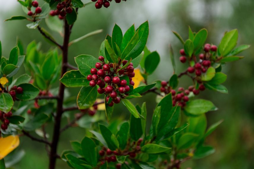 feuilles et fruits Rhamnus alaternus