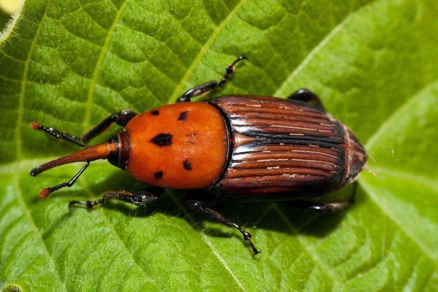 Rhyncophorus ferrugineus ou charançon rouge