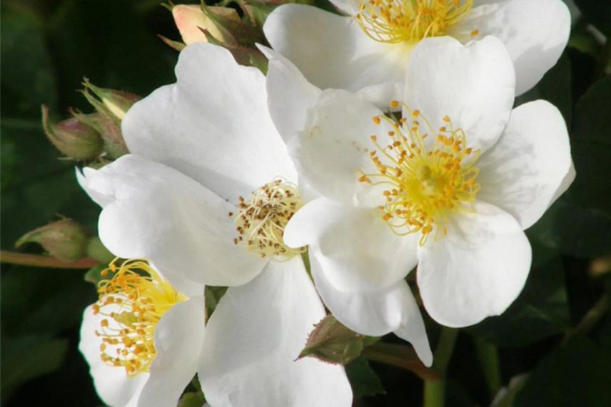 rosier à fleurs blanches