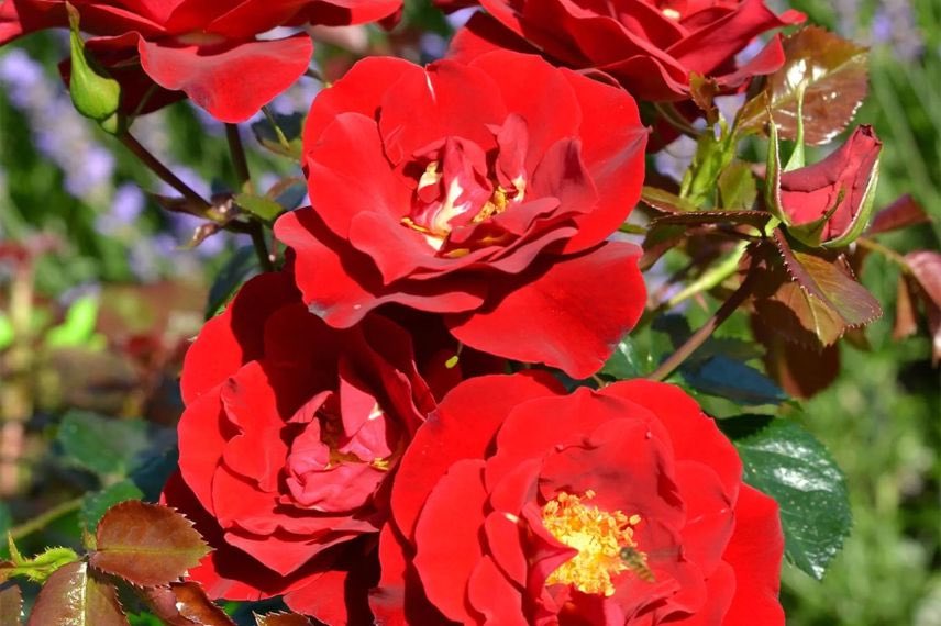rosier à fleurs rouges