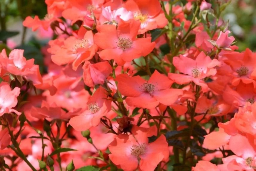 rosier à fleurs orange