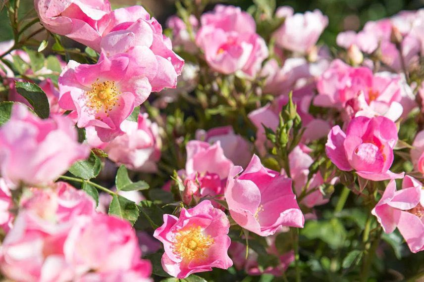 rosier à fleurs roses