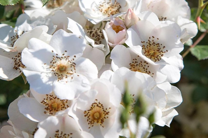 rosier à fleurs blanc rosé