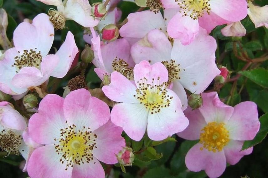 rosier à fleurs roses