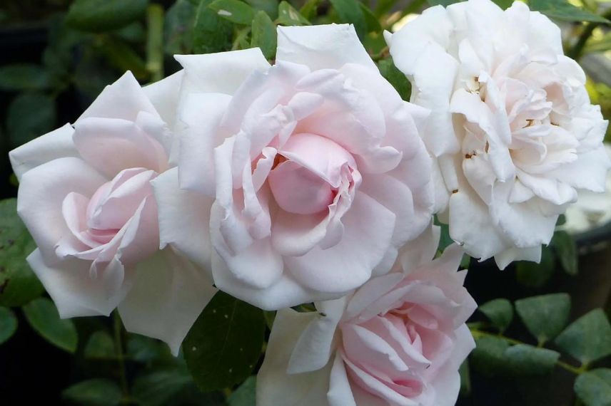 groupe de roses