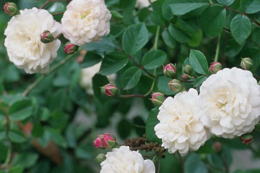 fleurs de rosier