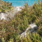 Salicorne - cornichon de mer : planter, cultiver et récolter