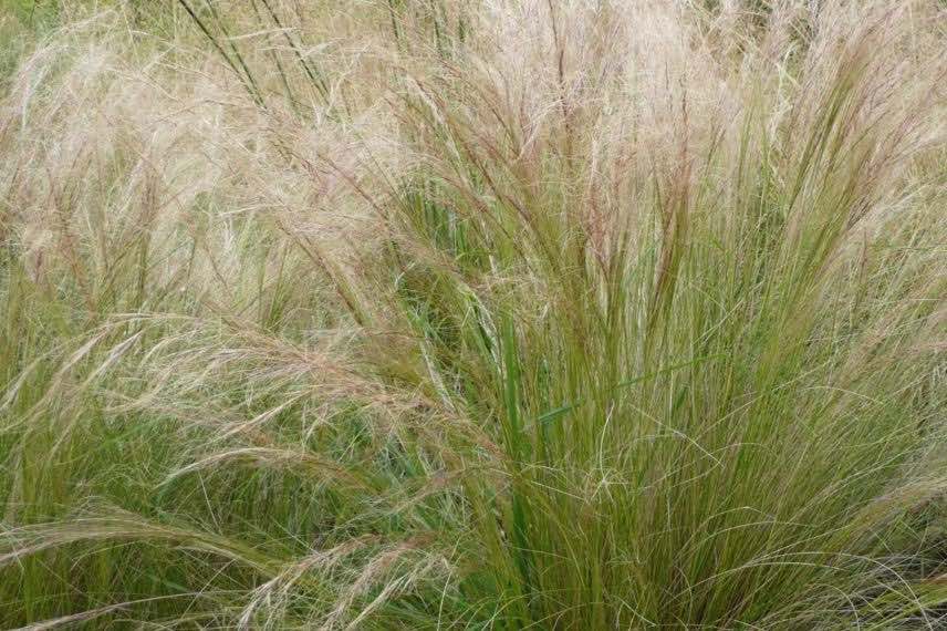 petite graminée stipa