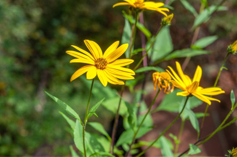 Les fleurs jaunes du Topinambour