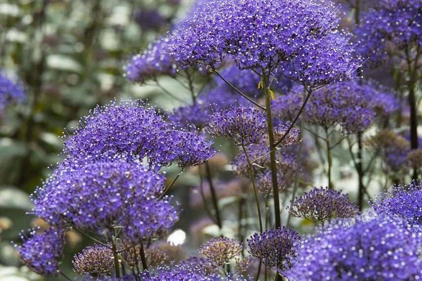 Trachelie à fleurs violettes