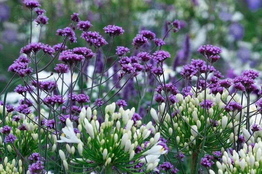 fleurs violettes de verbena bonariensis