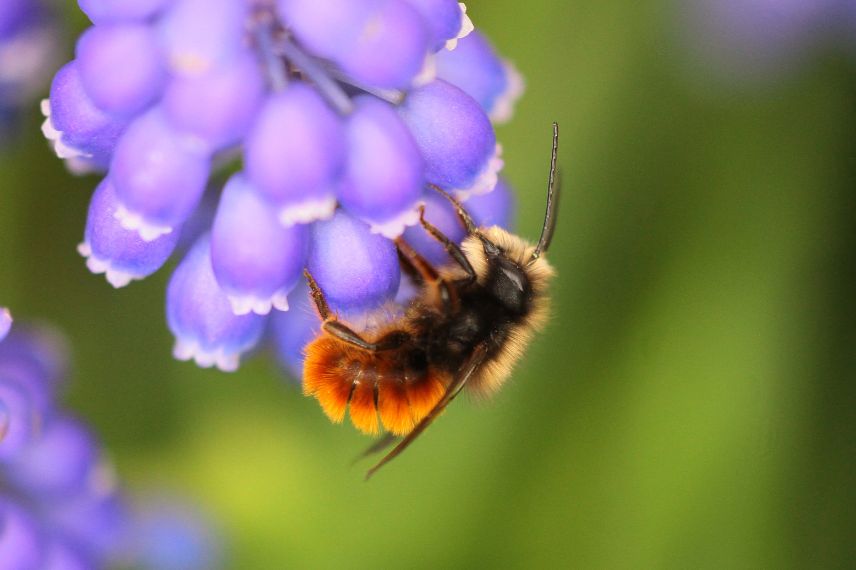 osmie sur fleur