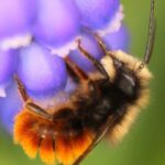Cocons d'abeilles maçonnes pollinisatrices : pourquoi et comment les utiliser au jardin ? 