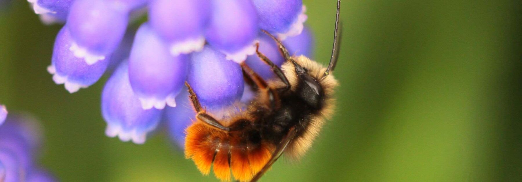 Cocons d'abeilles maçonnes pollinisatrices : pourquoi et comment les utiliser au jardin ? 