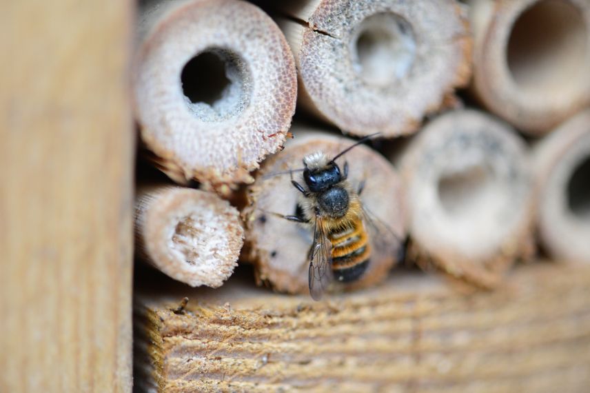 abri à abeille solitaire