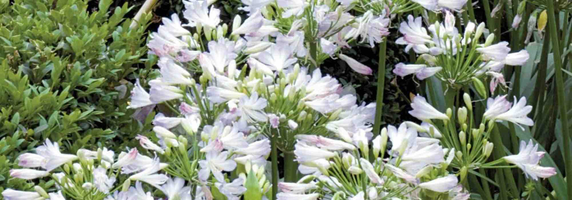 Les meilleures agapanthes naines pour fleurir le jardin
