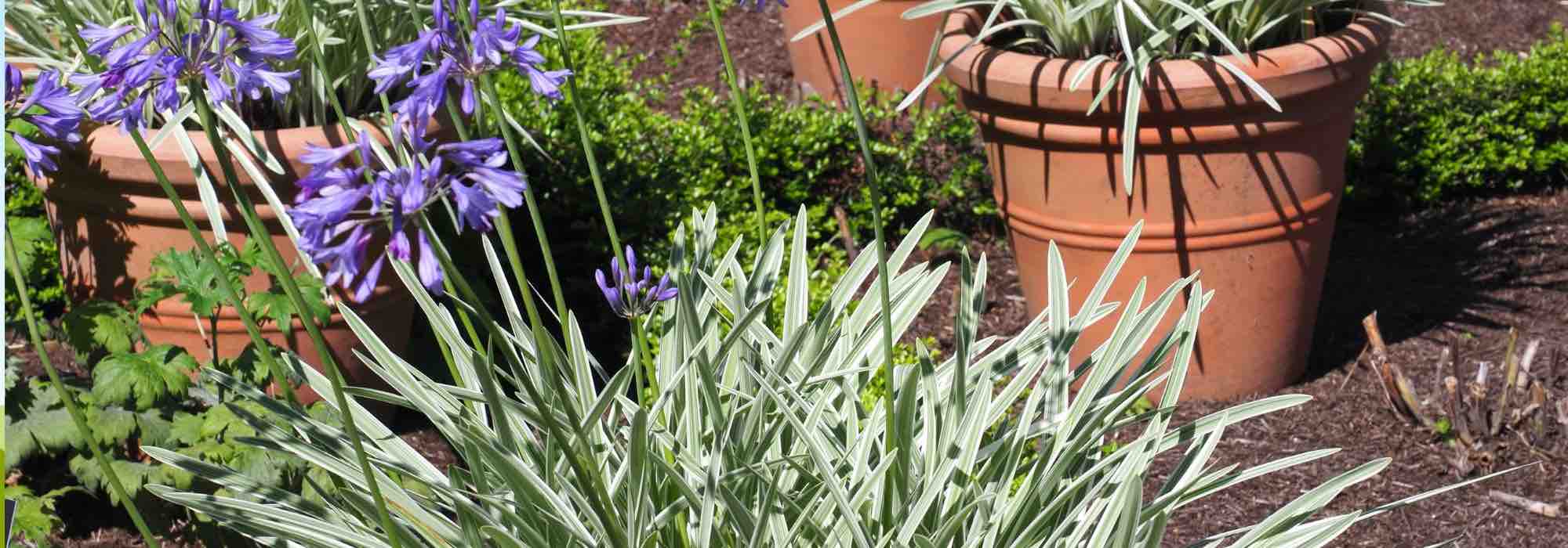 Découvrez les agapanthes à feuillage panaché
