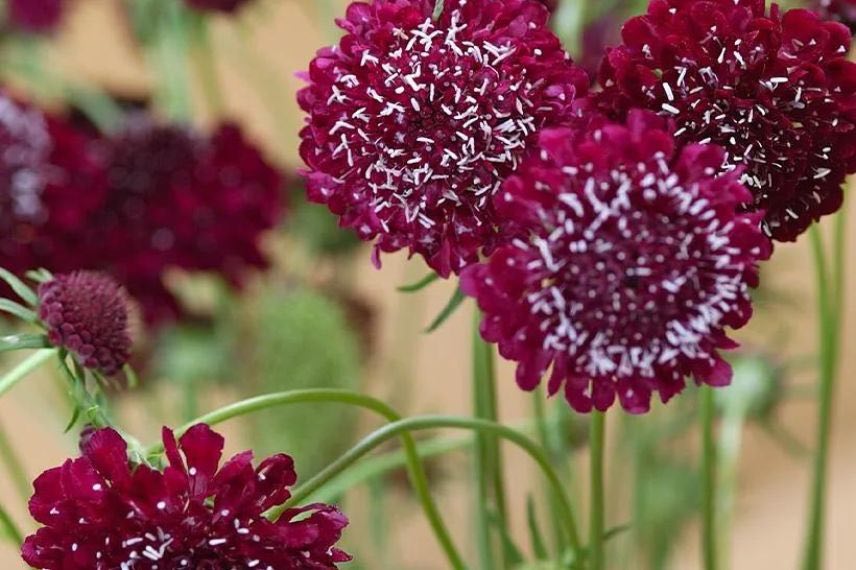 fleurs de scabieuse rouge profond