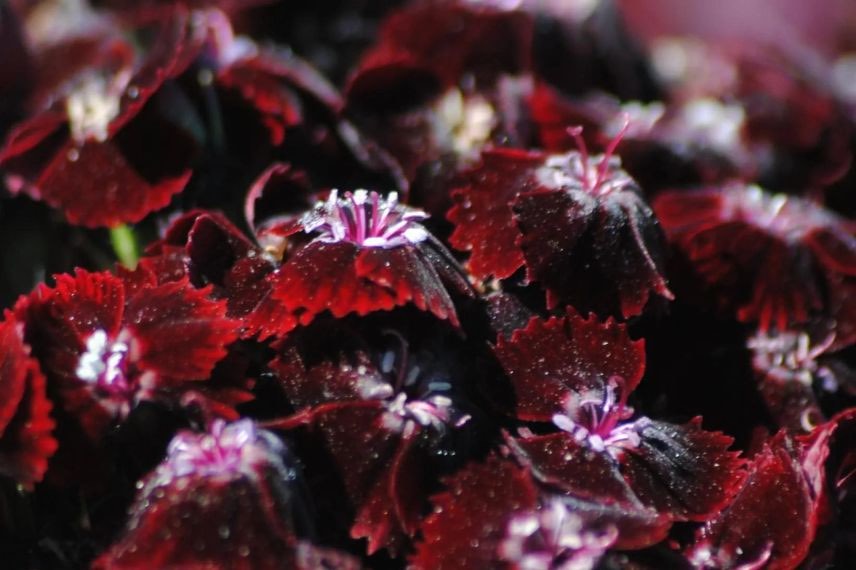 fleurs rouges d'œillet des poètes