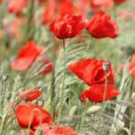 Notre top 7 des annuelles à fleurs rouges