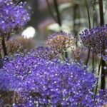 6 annuelles à fleurs violettes à découvrir