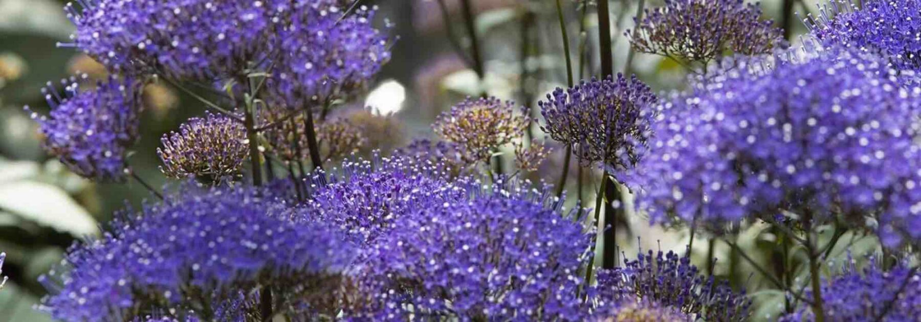 6 annuelles à fleurs violettes à découvrir