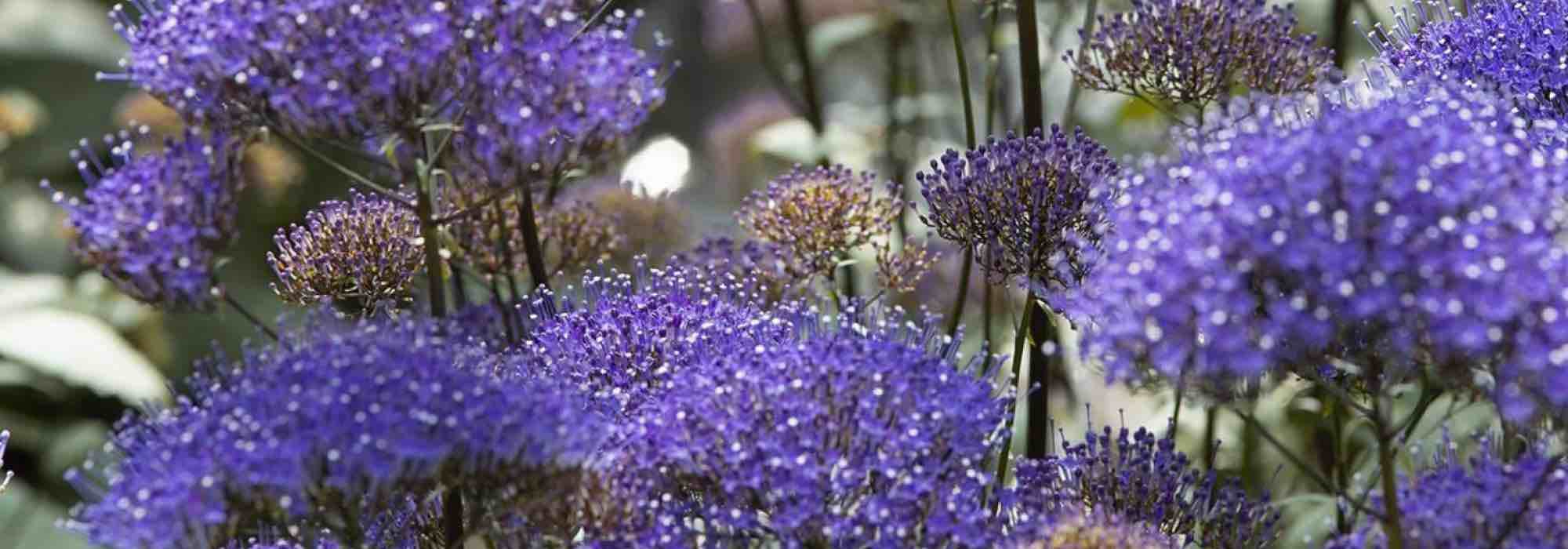 6 annuelles à fleurs violettes à découvrir