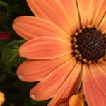 Les meilleures annuelles à fleurs orange pour un jardin chaleureux