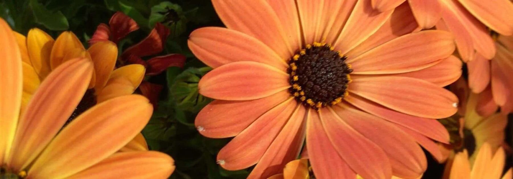 Les meilleures annuelles à fleurs orange pour un jardin chaleureux