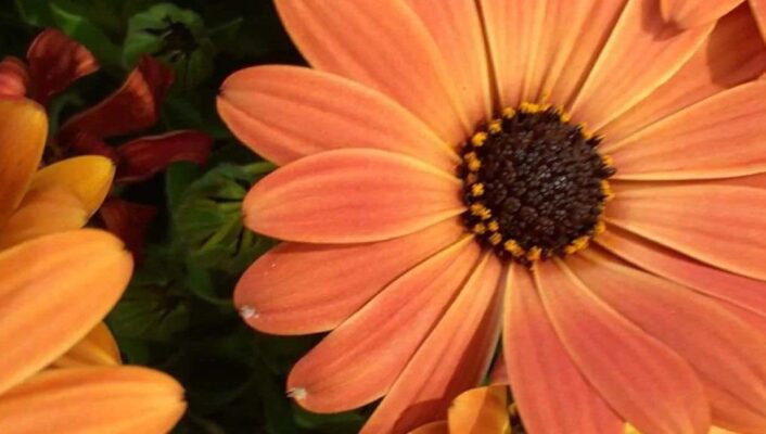 Les meilleures annuelles à fleurs orange pour un jardin chaleureux