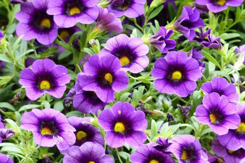 calibrachoa à fleurs violettes